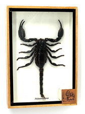 Framed black giant for sale  Katy
