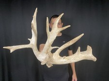 104 whitetail deer for sale  Delphos