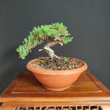 Pre bonsai shoin usato  San Pancrazio Salentino