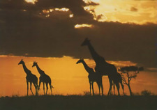 Kenia giraffen gebraucht kaufen  Berlin