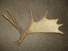 Large moose antler for sale  Beulah