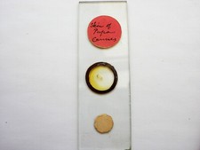 Antique microscope slide. d'occasion  Expédié en Belgium