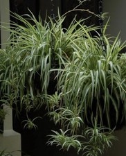 Baby spider plants for sale  CUPAR