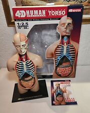 Human anatomy torso gebraucht kaufen  Petersdorf
