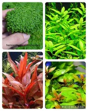 Piante acquario rosse usato Piante acquario rosse usato  Volvera