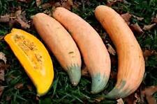 Zucca banana giumbo usato  Tivoli