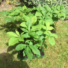 Horse chestnut conker for sale  SAFFRON WALDEN