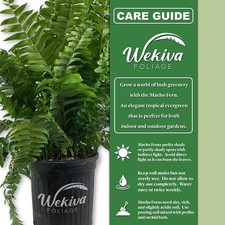 Macho fern live for sale  USA