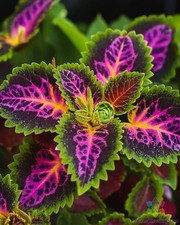 Rekwiat coleus seeds for sale  Spring City