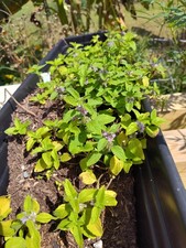 Banana mint cutting for sale  Keavy
