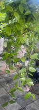 Hoya plant big for sale  Los Angeles