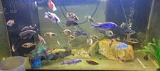 Assorted african cichlid for sale  Temecula