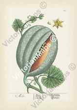 Antique botanical melon for sale  HASLEMERE