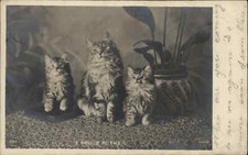 Antique rppc fluffy for sale  South Portland