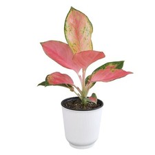 Decorative aglaonema china for sale  San Jose