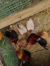 Serama bantam eggs for sale  HUNTLY