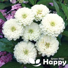Zinnia polar bear for sale  DONCASTER