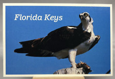 Florida keys osprey for sale  Red Oak