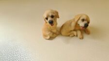 Lovely labrador dog for sale  LIVERPOOL