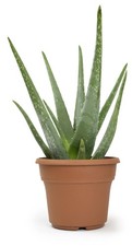 Live aloe vera for sale  Las Vegas