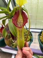 nepenthes seeds for sale  UK