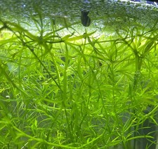 Guppy grass 20g for sale  KNOTTINGLEY