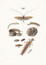 1960 caddisfly print for sale  BIDEFORD