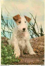 Animaux chiens fox d'occasion  Fruges