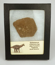 Real saltasaurus dinosaur for sale  Pineville