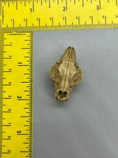 Lion skull head for sale  Antioch