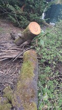 Arbre cerisier 80 d'occasion  Reims