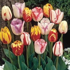 Rembrandt tulpen farbmix gebraucht kaufen  Emden