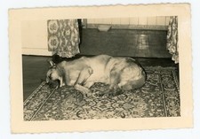 Photo snapshot .1960 d'occasion  Expédié en Belgium