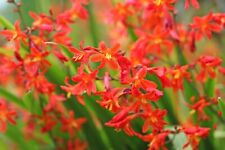 Crocosmia carmine brilliant for sale  CRAWLEY