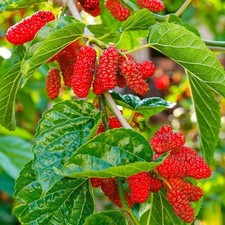 Morus rubra red for sale  BURTON-ON-TRENT