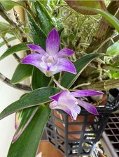 Dendrobium kingianum variegate for sale  North Royalton