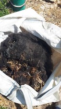 Zwartbles raw fleece for sale  BATTLE