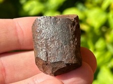 Florida fossil giant for sale  Coppell