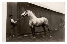 Man percheron draft for sale  Sturgeon Bay