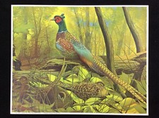 Vintage litho print for sale  Rochester