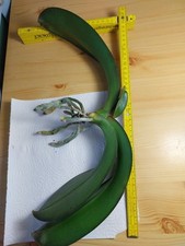 Phalenopsis rchidee gebraucht kaufen  Beeskow