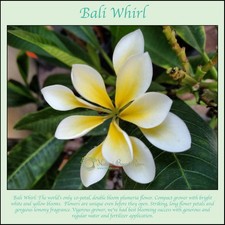 Bali whirl petal for sale  Stuart