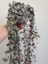 Variegated string hearts for sale  BOSTON