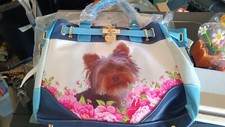 Bradford yorkie playfully for sale  Los Banos