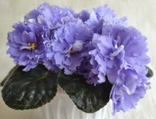African violet plant. for sale  Summerville