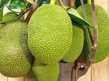 One thai jackfruit for sale  Vero Beach