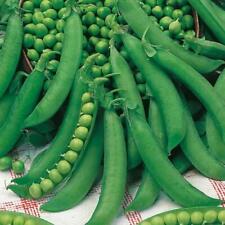Pea charmette petit for sale  UK