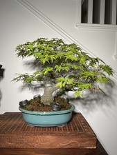 Japanese maple bonsai for sale  Irvine