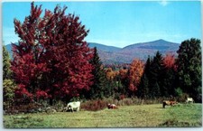 Postcard scene beauty for sale  Stevens Point
