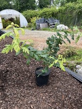 Quercus robur furst for sale  Hendersonville